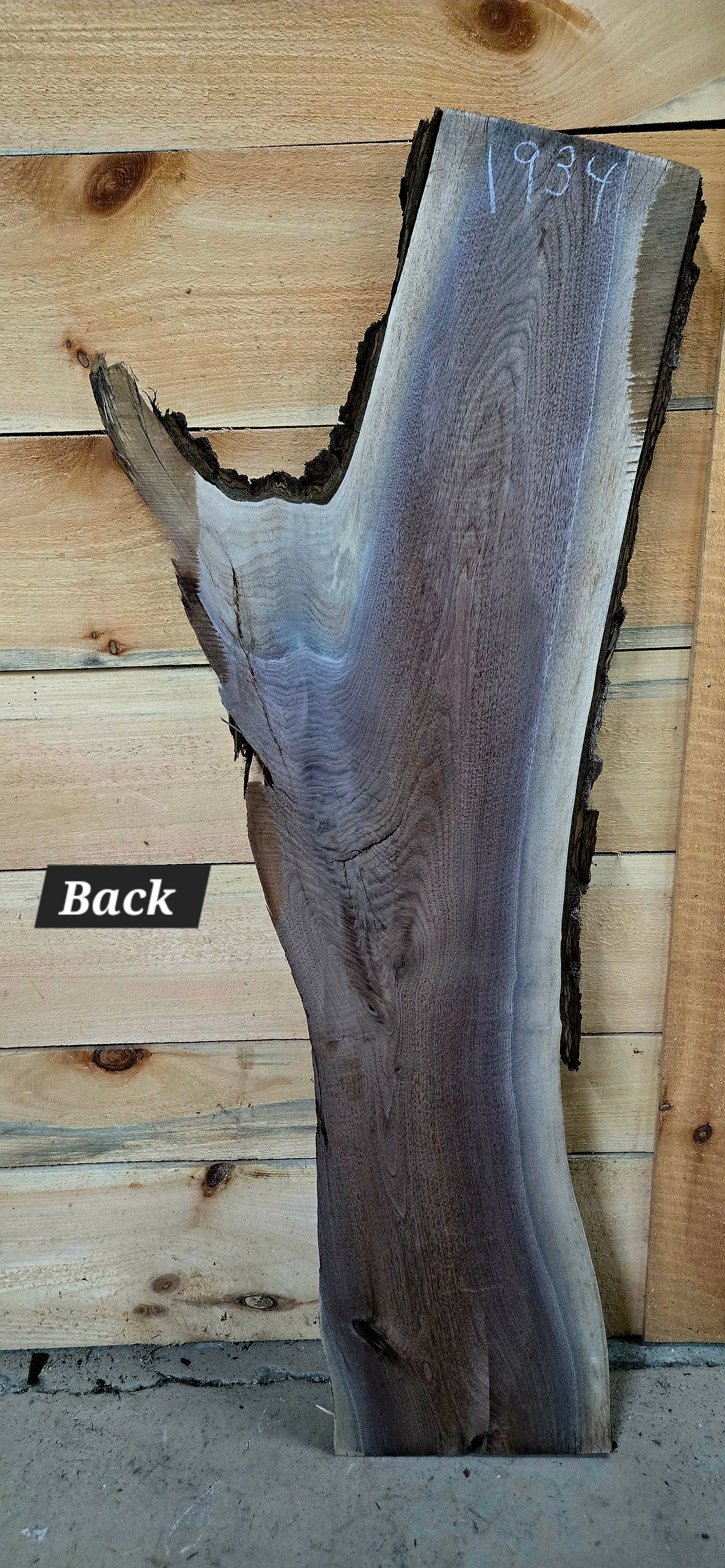 1934 Walnut Live Edge Slab – 48" × 10" × 8/4" – product image 2