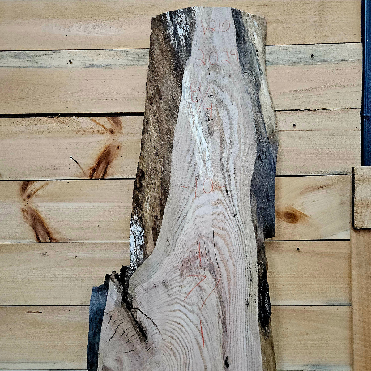 2029 Red Oak Live Edge Slab – 77" × 10–18" × 8/4"