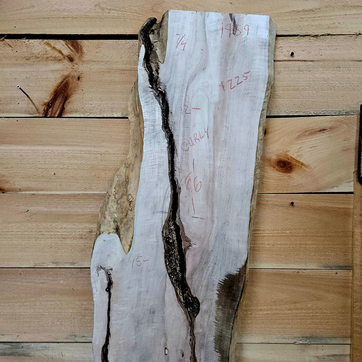 1959 Curly Maple Live Edge Slab – 66" x 10 - 15" × 7/4"