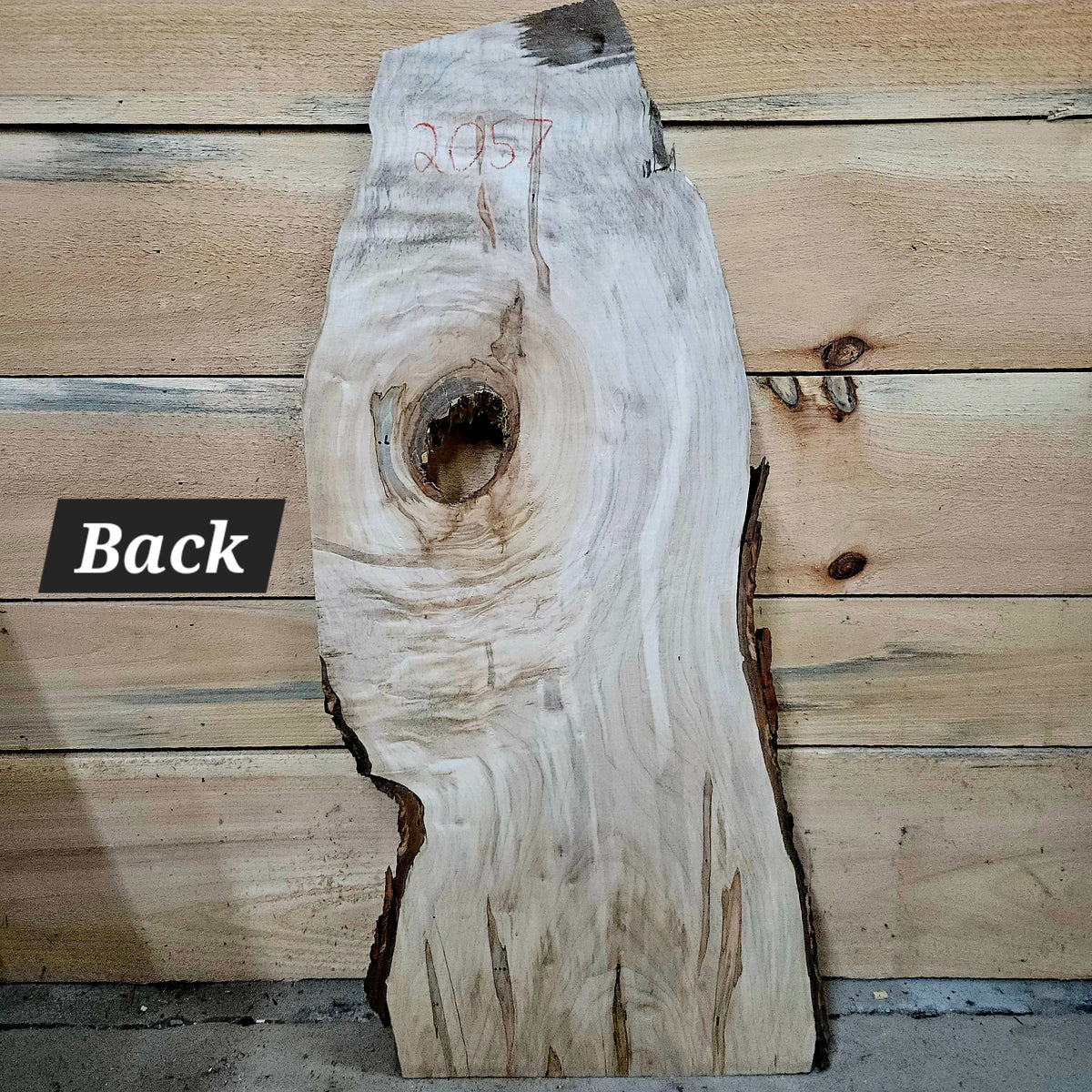 2057-1 Curly Spalted Ambrosia Maple Live Edge Slab