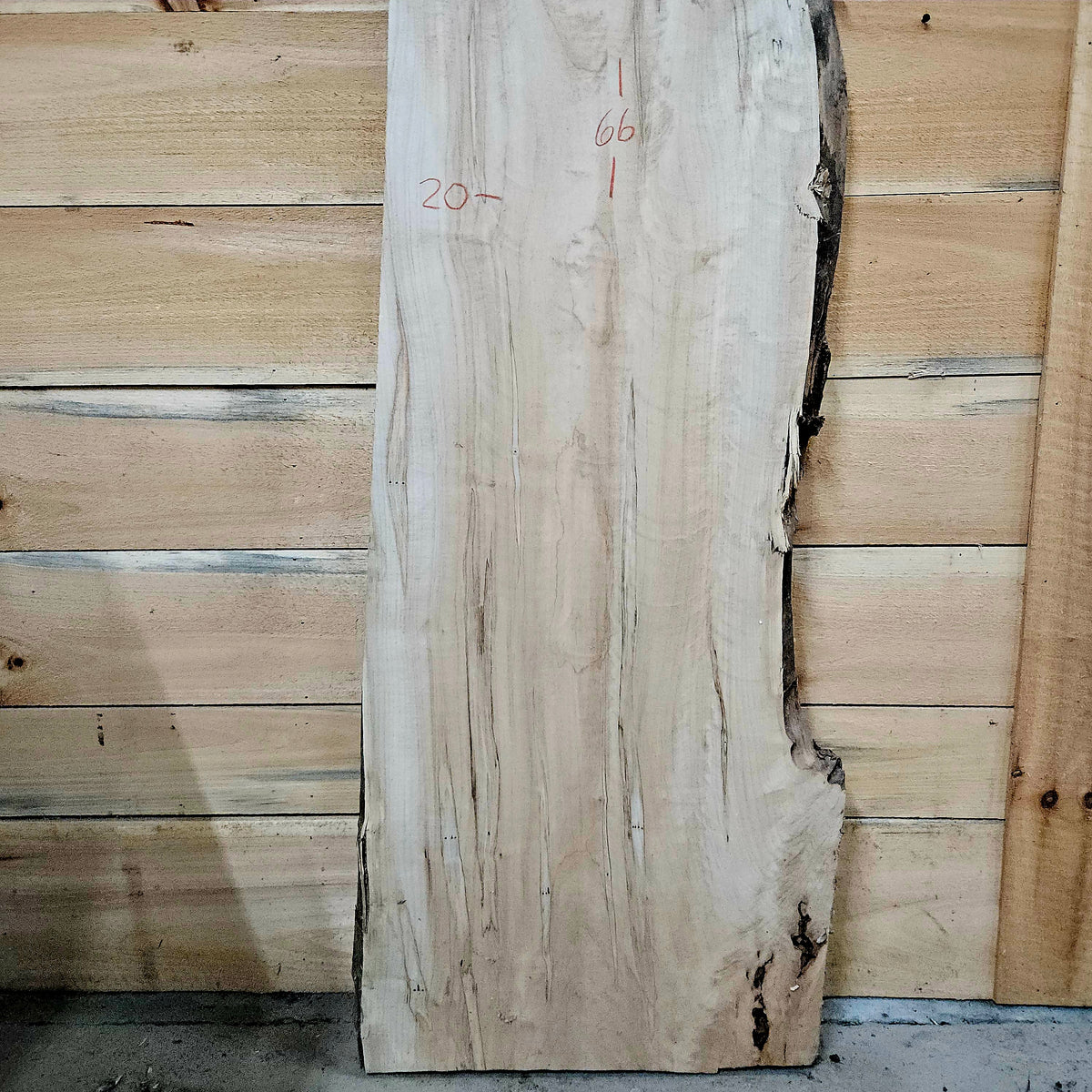 2013 Curly Ambrosia Maple Live Edge Slab – 66" × 20" × 6/4"