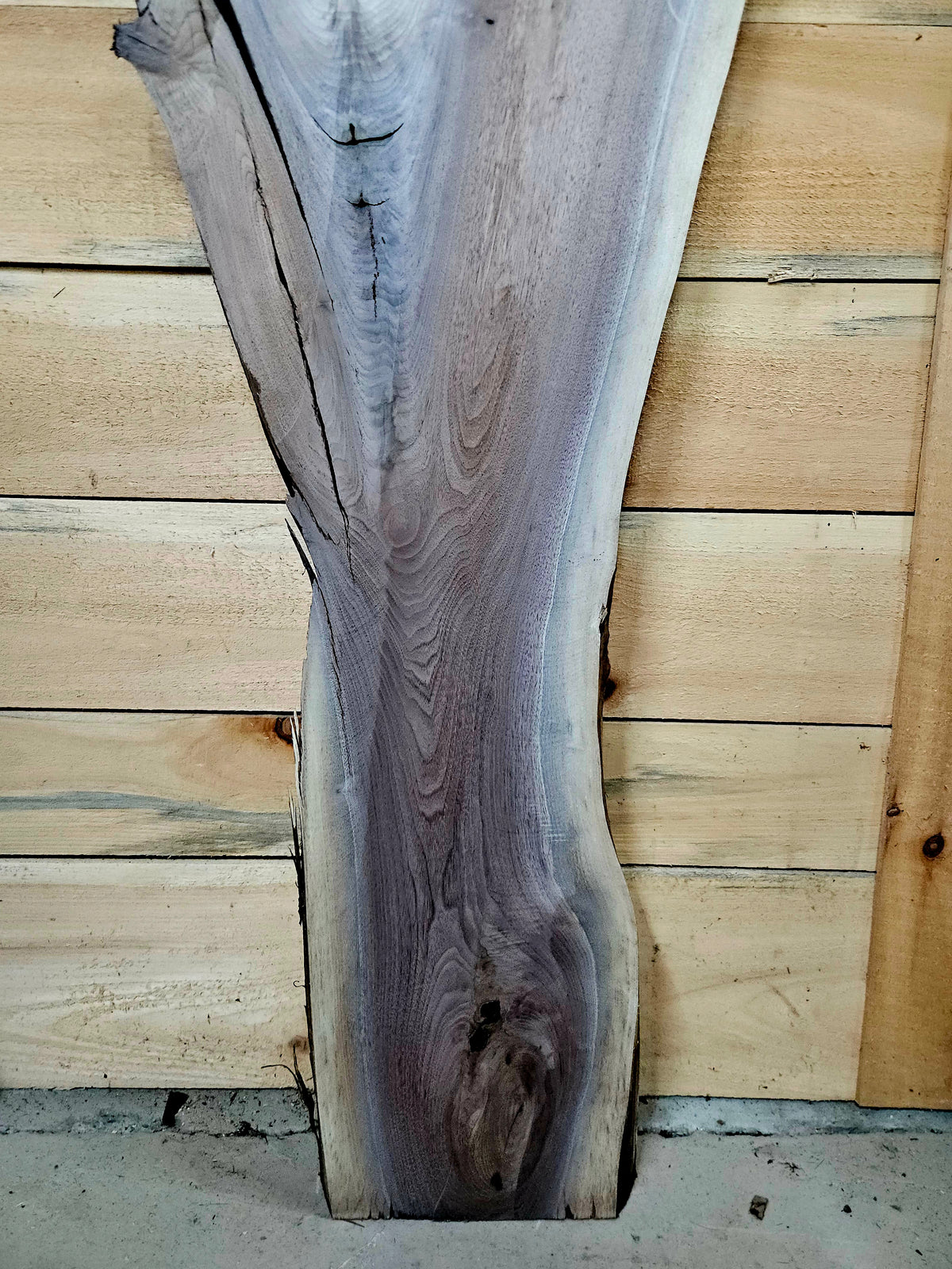 1932 Walnut Live Edge Slab – 48" × 10" - 16" × 8/4" – product image 6