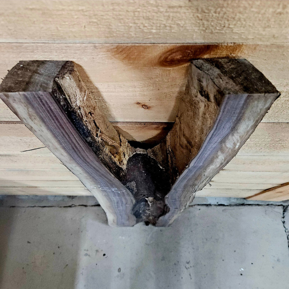 Walnut slab #2032 end and void detail