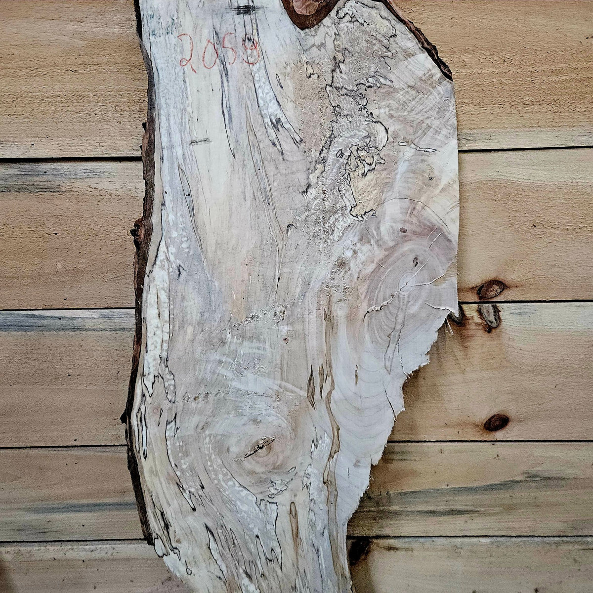 2058 spalted ambrosia maple slab back detail