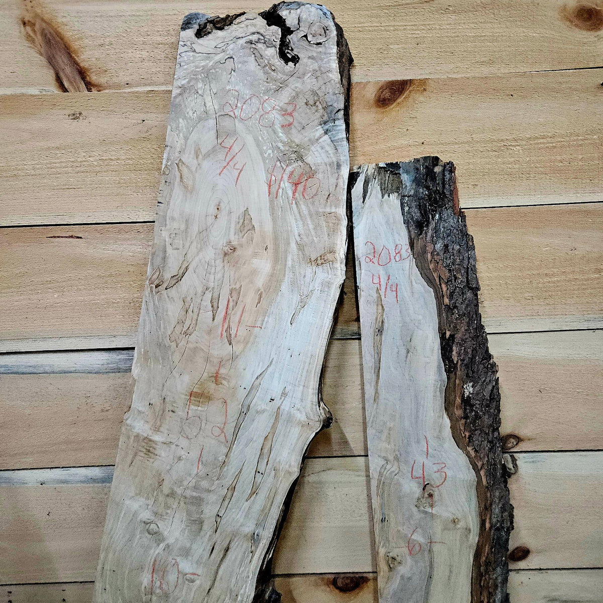 Curly ambrosia maple DIY bundle 2083 photo 2