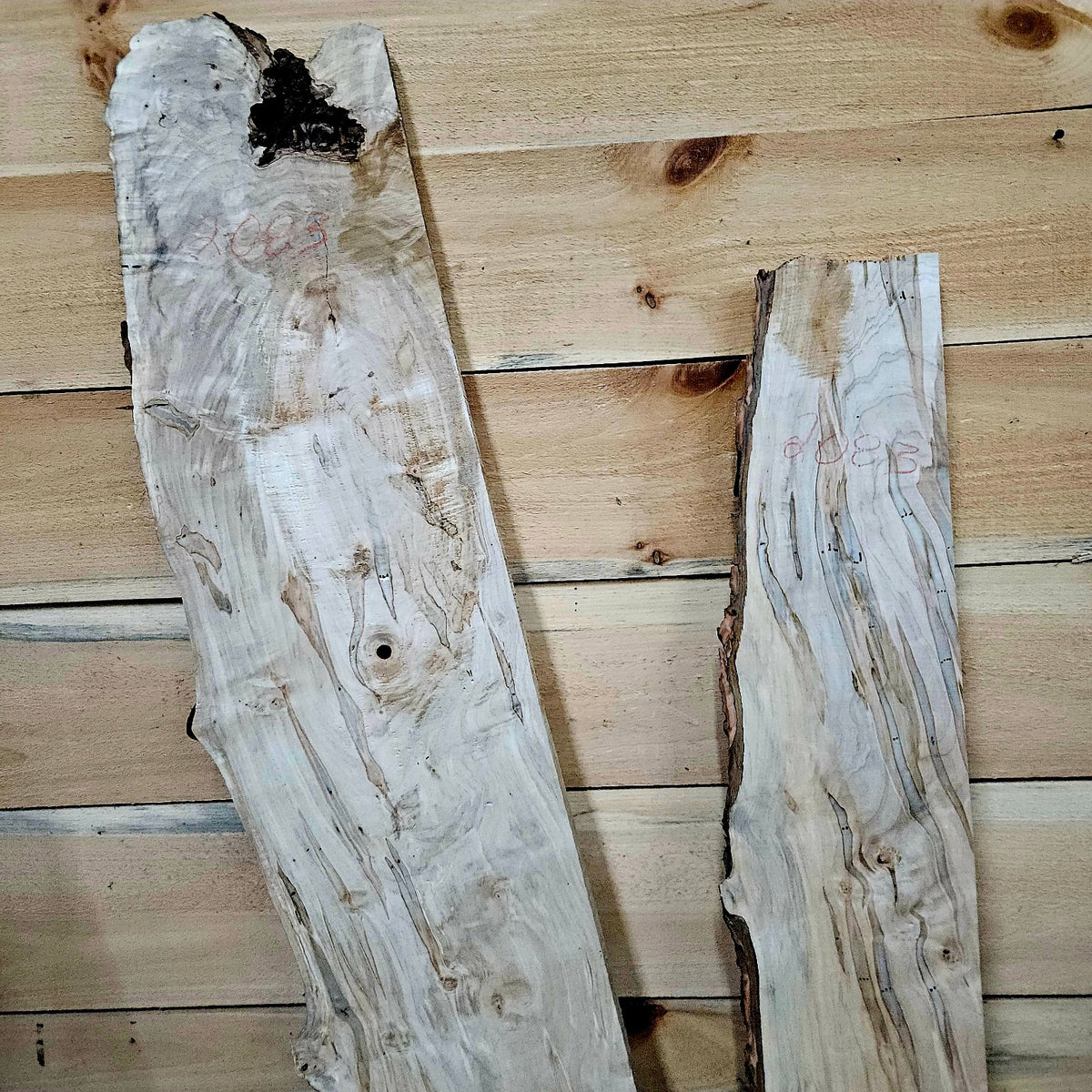 Curly ambrosia maple DIY bundle 2083 photo 5