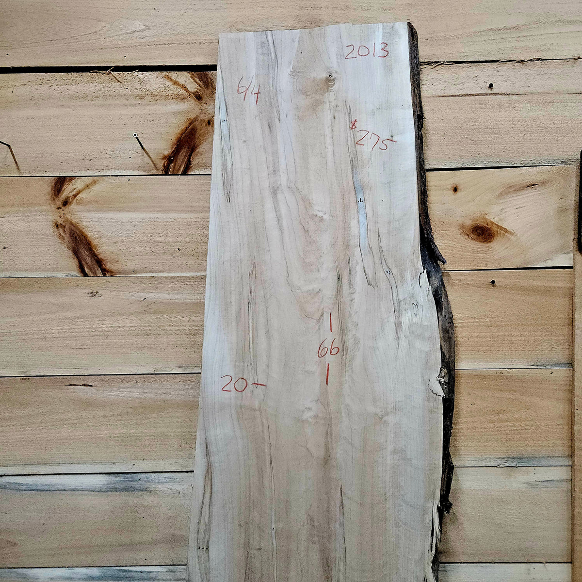 2013 Curly Ambrosia Maple Live Edge Slab – 66" × 20" × 6/4"
