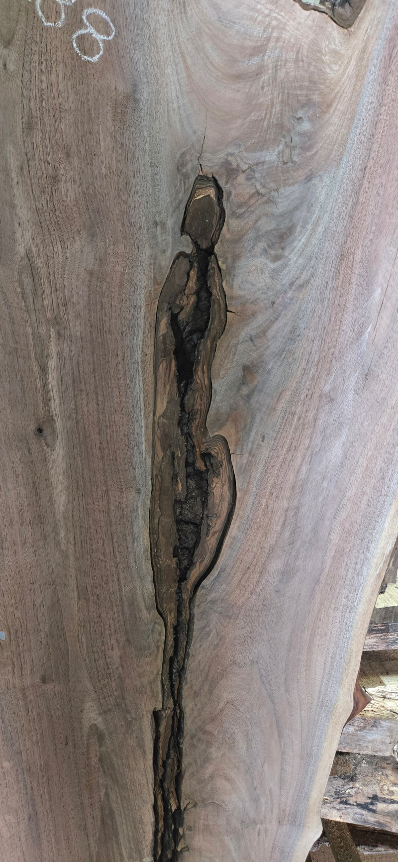1288 Walnut Slab