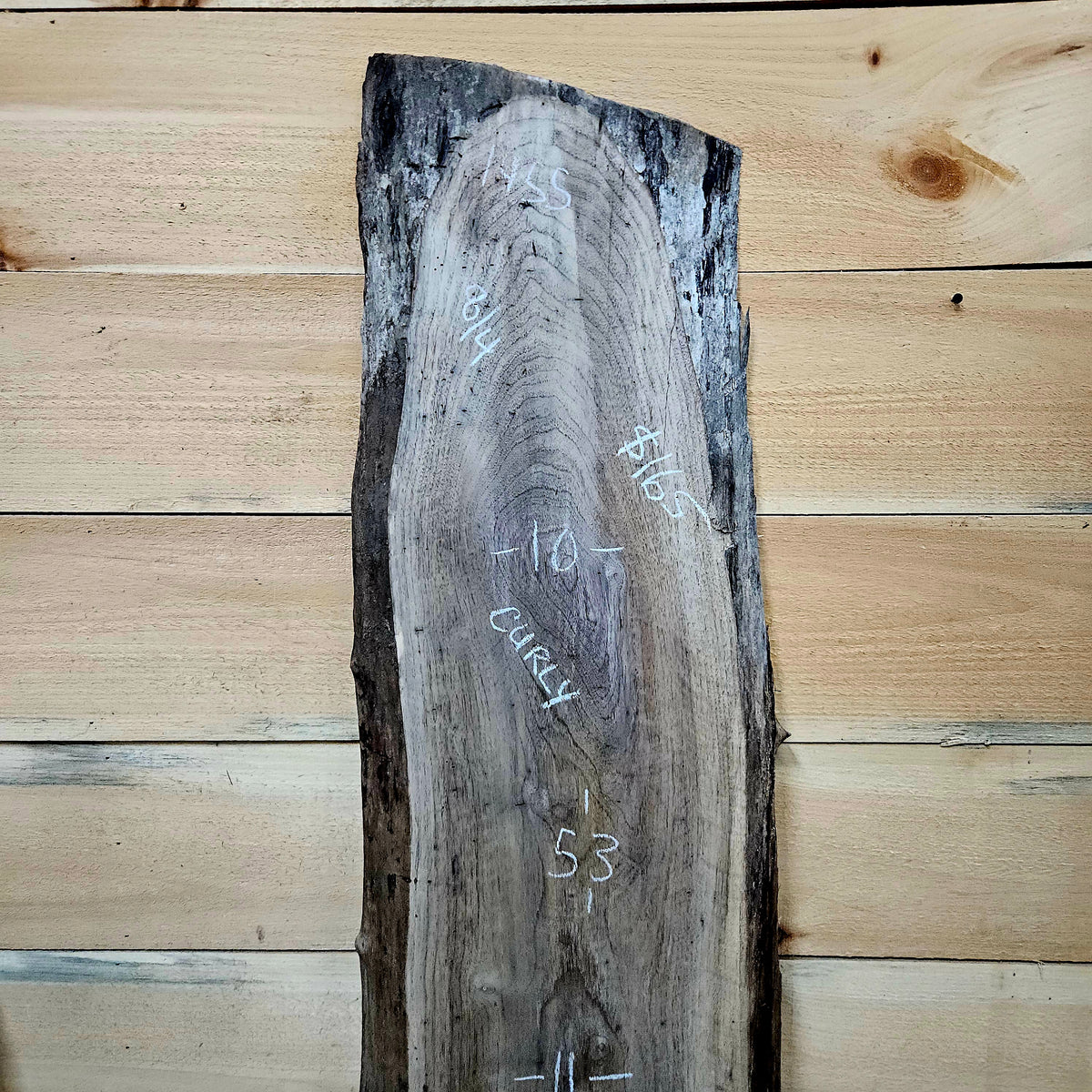 1955 Walnut Live Edge Slab – 53" 10 - 11" × 8/4"