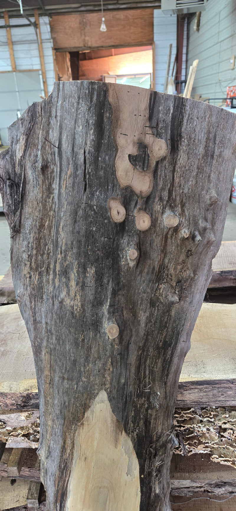 1286 Walnut Slab