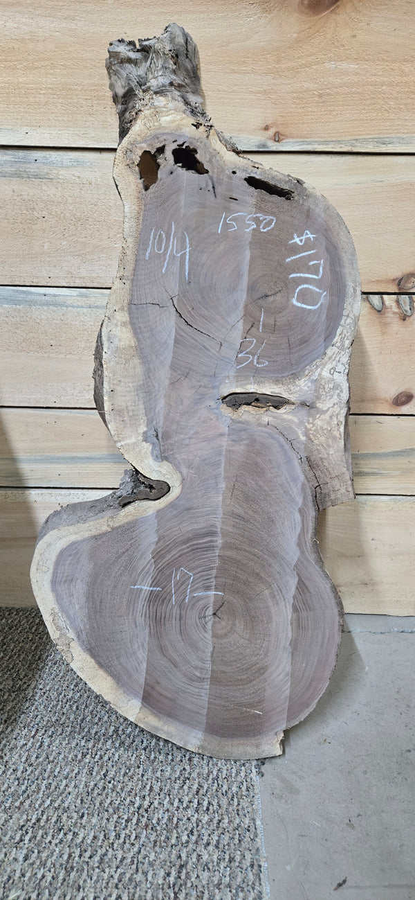 1550 Walnut Slab