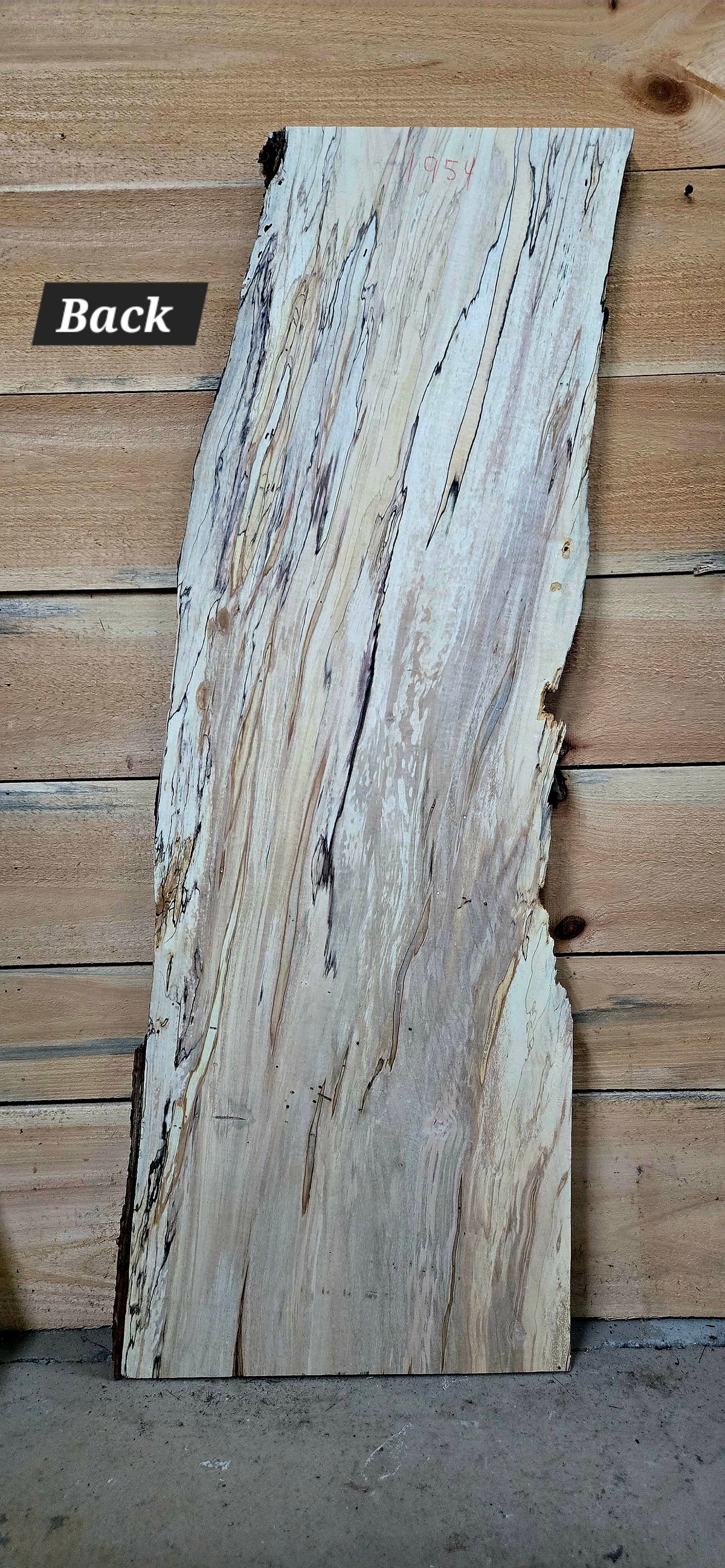 1954 Curly Spalted Ambrosia Maple Live Edge Slab – 46" × 18" × 6/4"
