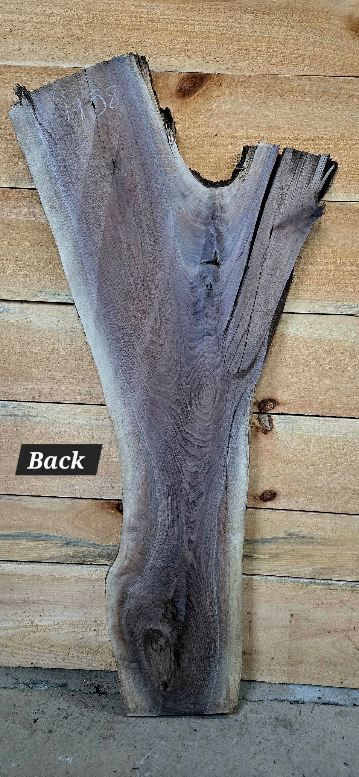 1958 Walnut Live Edge Slab – 48" × 7" - 20" × 6/4"