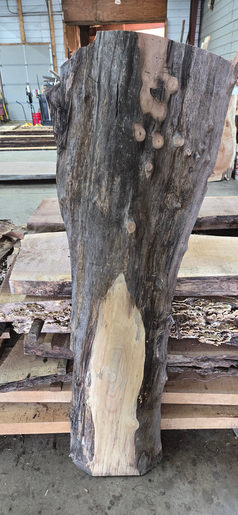 1286 Walnut Slab