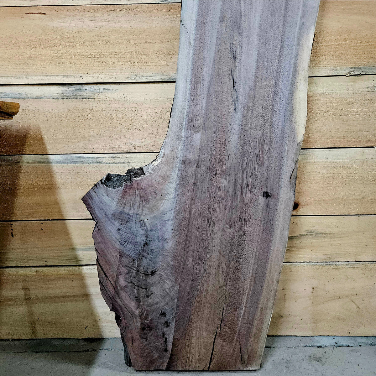 1956 Walnut Live Edge Slab – 49" ×  13" - 23" × 7/4"