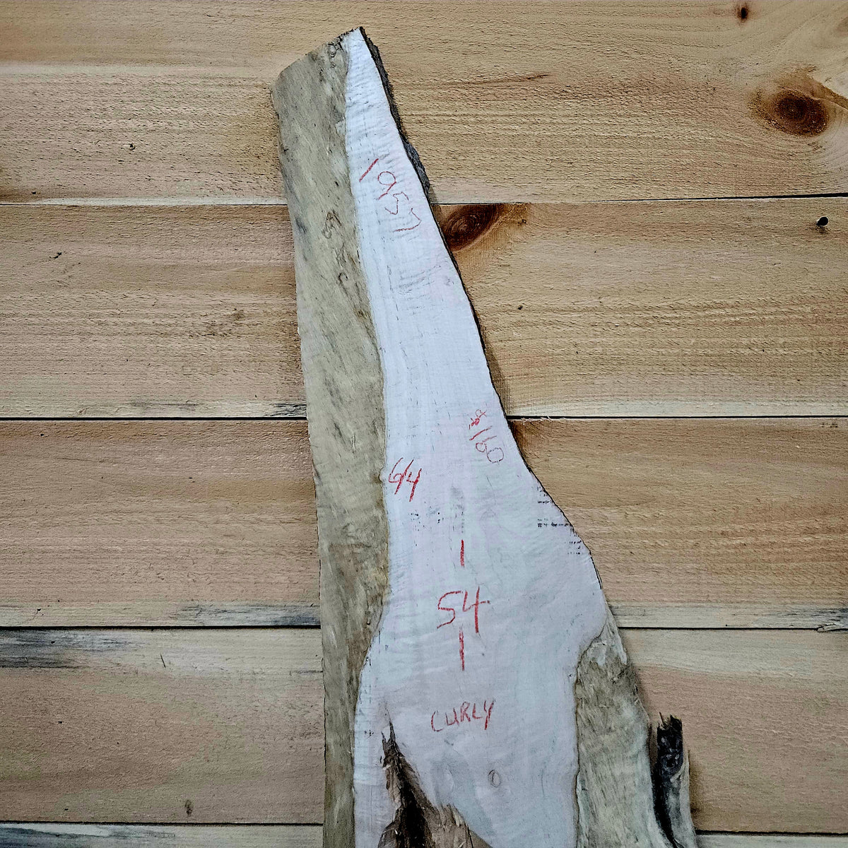 1957 Curly Maple Live Edge Slab – 54" x 8" × 6/4"