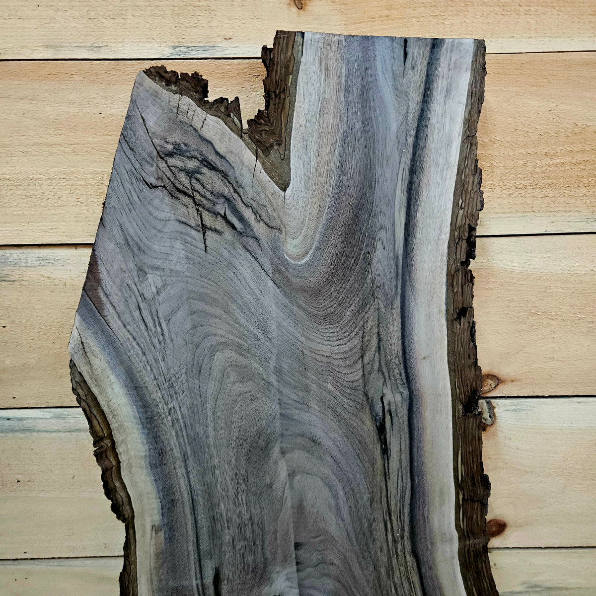 1945 Walnut Live Edge Slab – 40" × 12" × 8/4"
