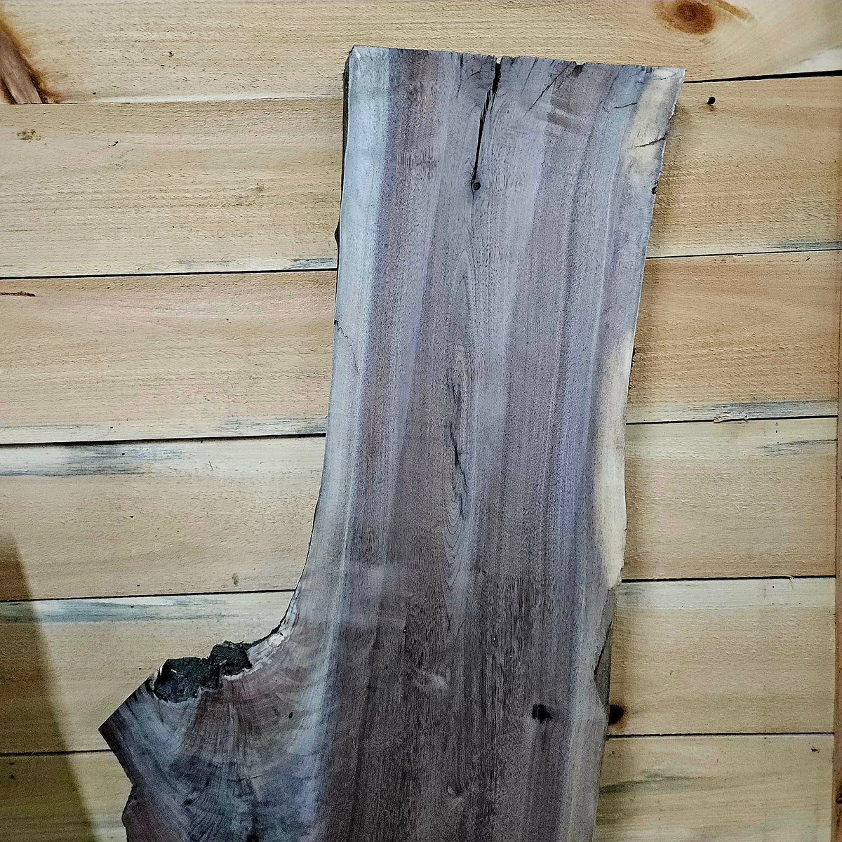 1956 Walnut Live Edge Slab – 49" ×  13" - 23" × 7/4"