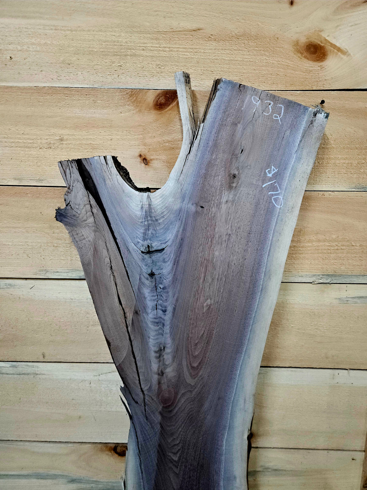 1932 Walnut Live Edge Slab – 48" × 10" - 16" × 8/4" – product image 5