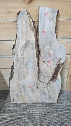 1455 Maple curly ambrosia slab