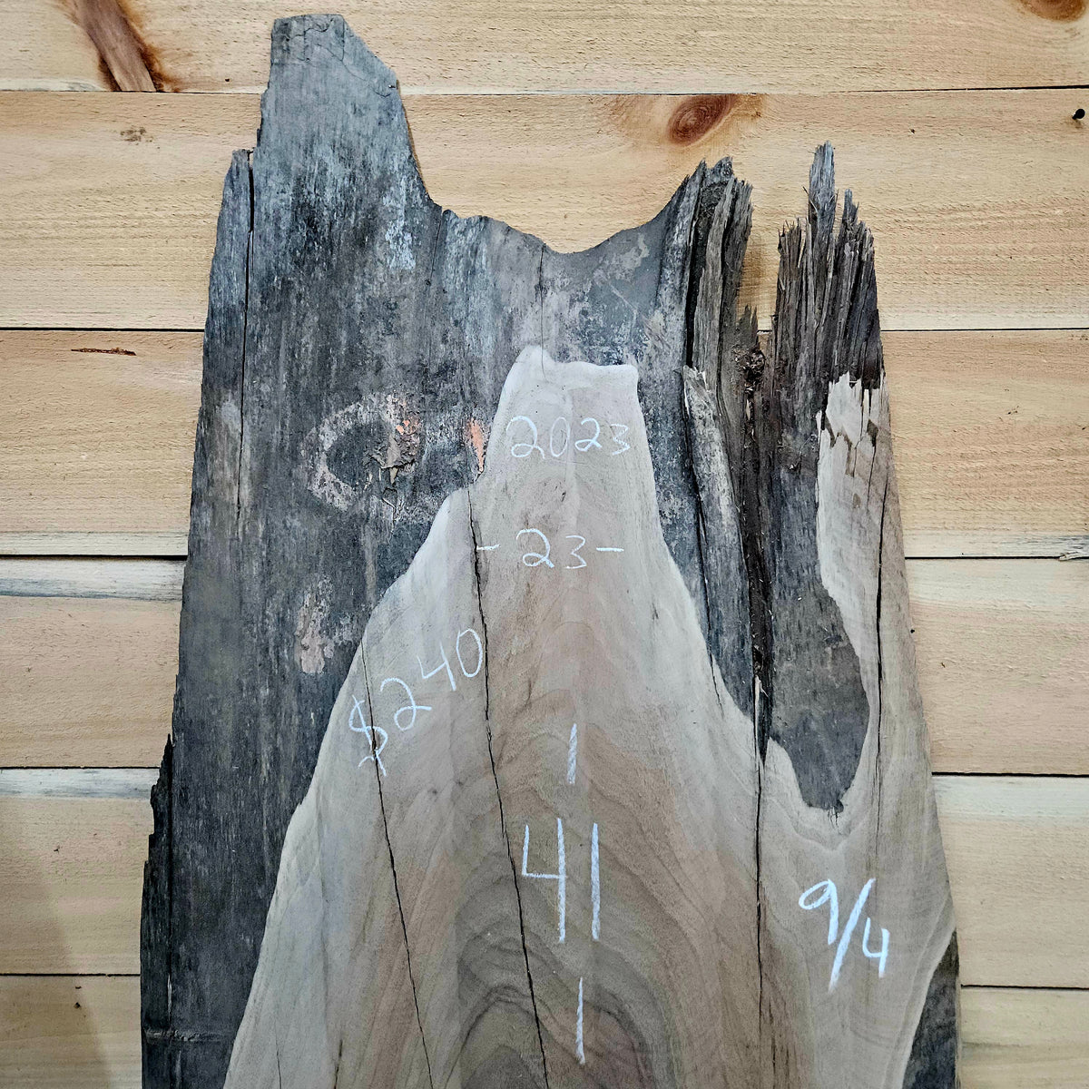 2023 Walnut Live Edge Slab – 41" × 23 - 27" × 9/4"