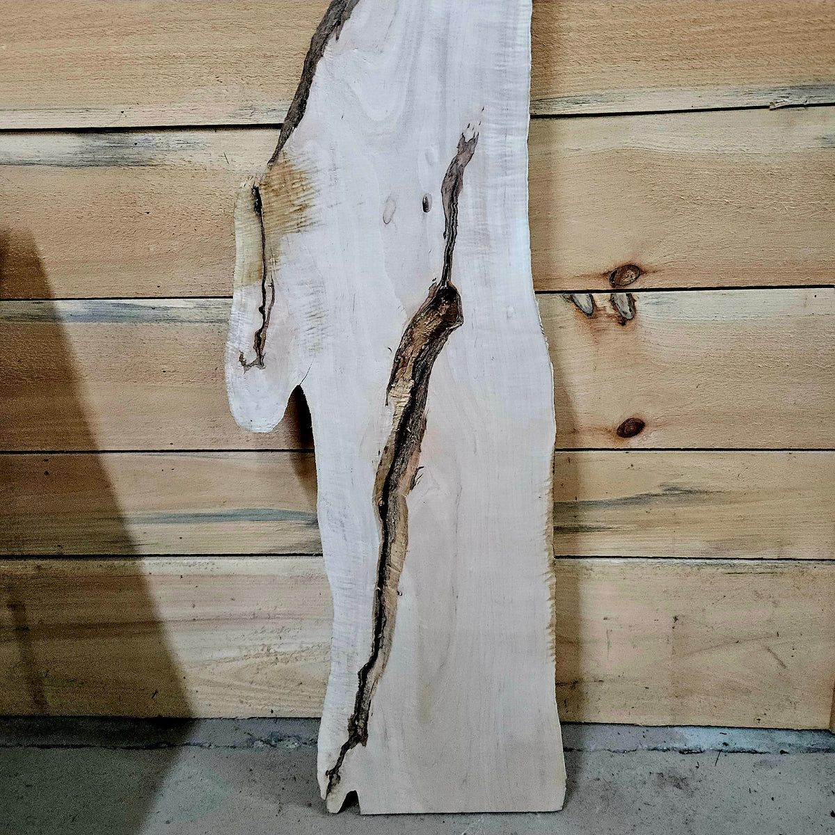 1957 Curly Maple Live Edge Slab – 54" x 8" × 6/4"