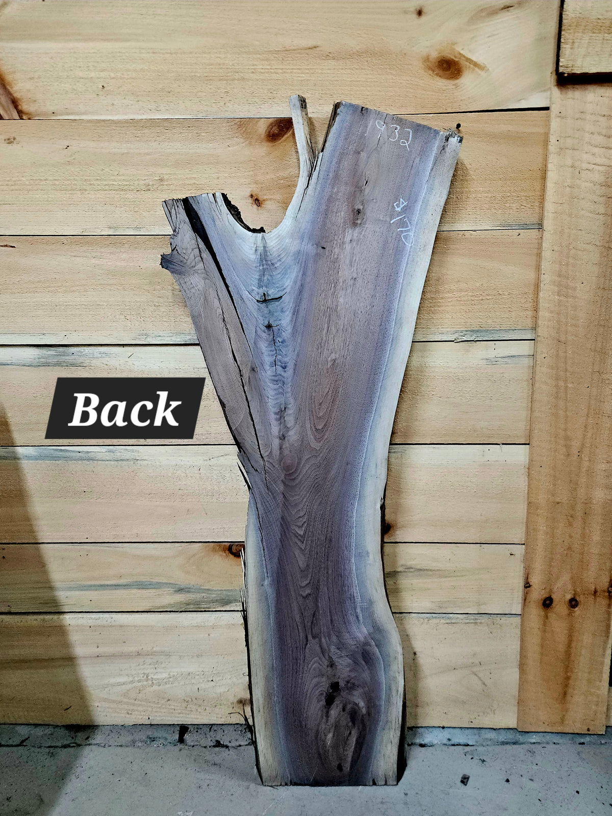 1932 Walnut Live Edge Slab – 48" × 10" - 16" × 8/4" – product image 4