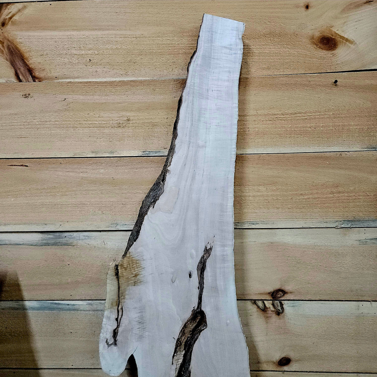 1957 Curly Maple Live Edge Slab – 54" x 8" × 6/4"