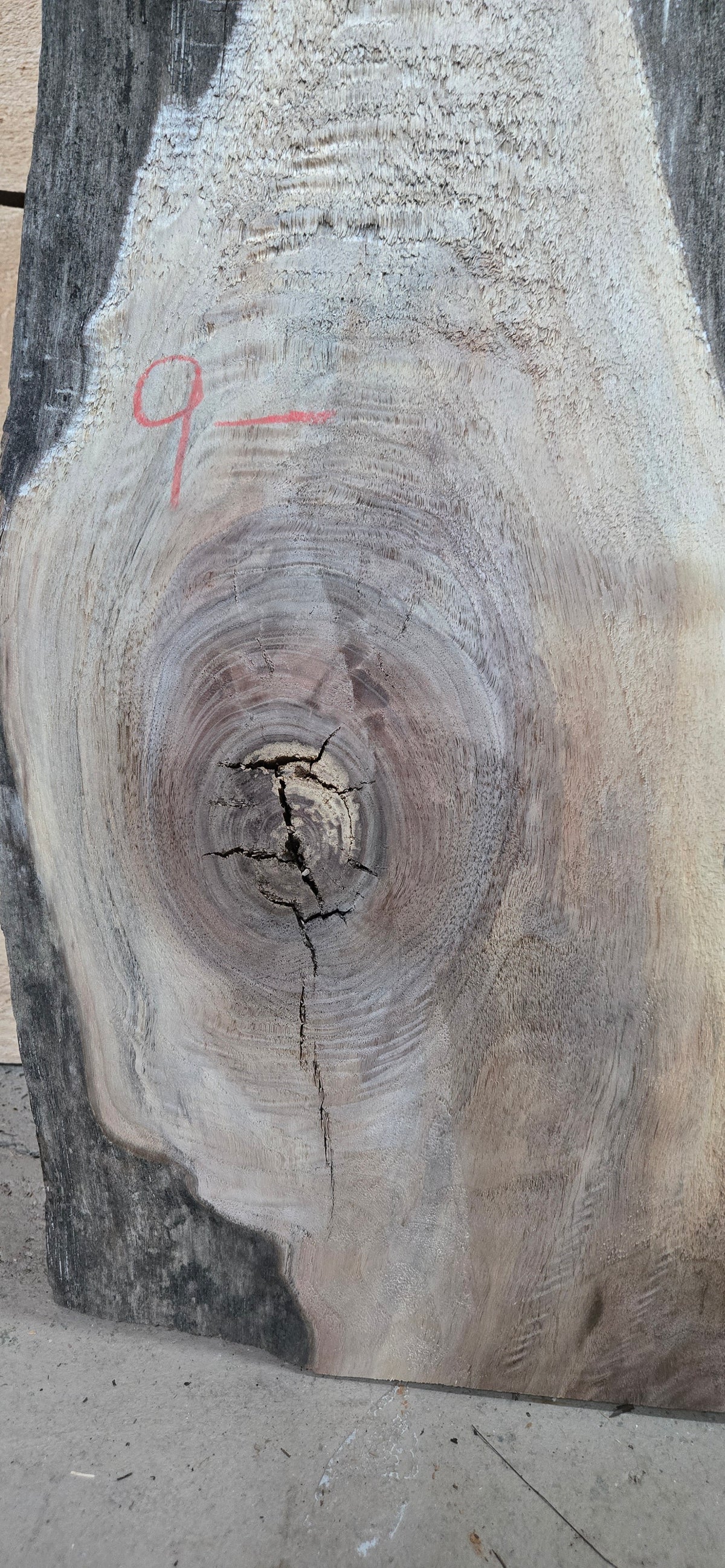 Walnut live edge slab #1716, view 4