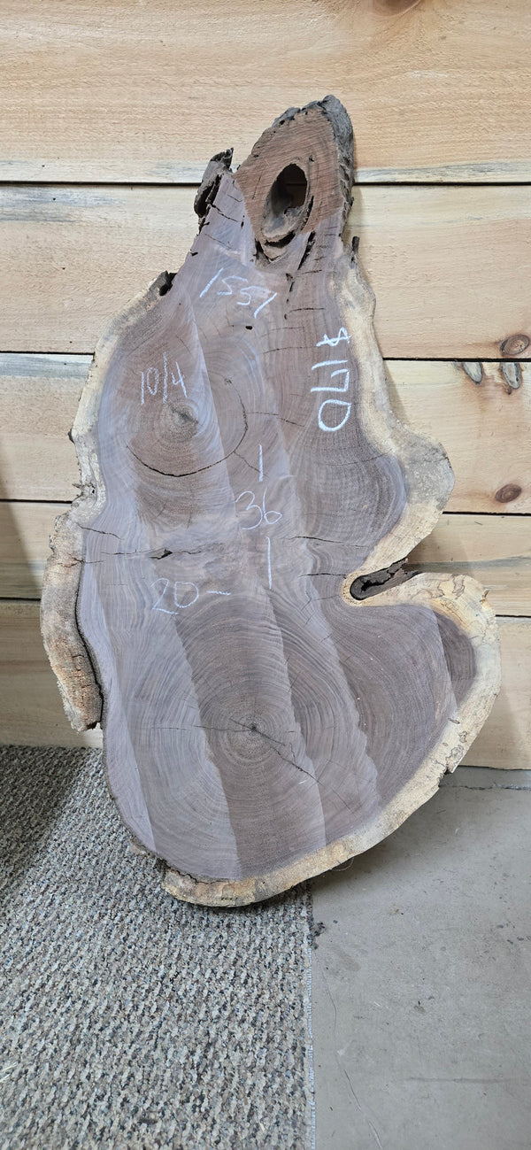 1551 Walnut Slab