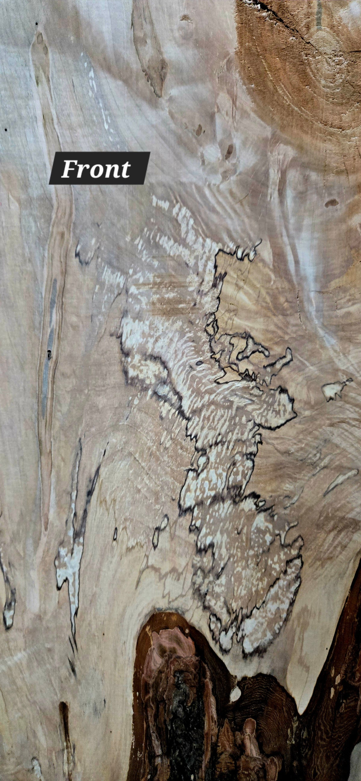 Curly Spalted Ambrosia Maple live edge slab #1842, view 2