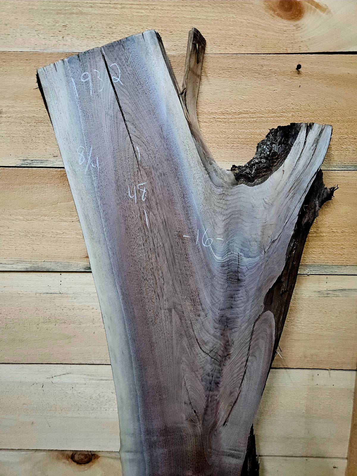 1932 Walnut Live Edge Slab – 48" × 10" - 16" × 8/4" – product image 2