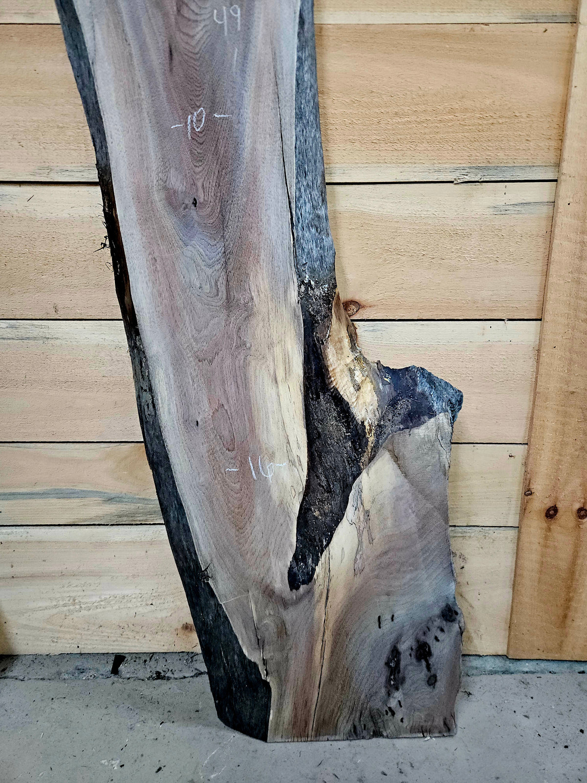 1944 Walnut Live Edge Slab – 49" × 10 - 16" × 7/4" – product image 3